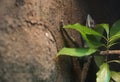 Close-Up Of A Camouflaged Lizard