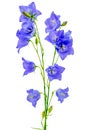 Wonderful blooming blue Campanula Royalty Free Stock Photo