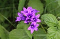 Campanula glomerata flower, known by the common names clustered bellflower or Dane& x27;s blood