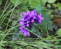 Campanula glomerata flower, known by the common names clustered bellflower or Dane& x27;s blood