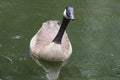 Close up Canada Geese floating near water lilies. Royalty Free Stock Photo