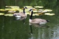 Close up Canada Geese floating near water lilies. Royalty Free Stock Photo