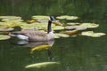 Close up Canada Geese floating near water lilies. Royalty Free Stock Photo