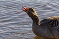 close up of Canada goose drinking water Royalty Free Stock Photo