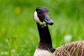 Close-up of a Canada goose eating grass. Royalty Free Stock Photo