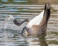 Canada Goose feeding with bottom up and feet out of water on Glenshire Pond in Truckee, CA Royalty Free Stock Photo