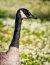 Close Up Of A Canada Goose In A Right Profile