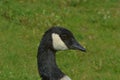 Close up of a Canada Gooses head Royalty Free Stock Photo