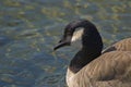 Close up of a Canada Goose's head