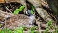 Close up of a Canada Goose sat on nest with white down feathers in beak Royalty Free Stock Photo