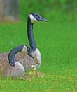 Close up Canadian Geese pair, babies, and butterfly. Royalty Free Stock Photo