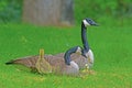 Close up Canadian Geese pair, babies, and butterfly. Royalty Free Stock Photo