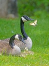 Close up Canadian Geese pair, babies, and butterfly. Royalty Free Stock Photo