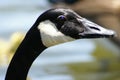 Close up of a Canadian Goose Royalty Free Stock Photo