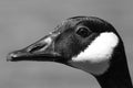 Close up of a Canadian Goose Branta canadensis in black and white