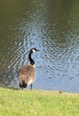Close up of Canadian Goose Royalty Free Stock Photo