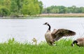 Canadian goose flapping wings by lakefront Royalty Free Stock Photo