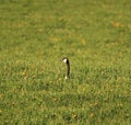 Close up of Canadian Goose Royalty Free Stock Photo