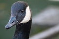 A profile head shot of a Canadian goose