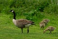 Close-up of Canadian goose walking with its goslings  in the  park Royalty Free Stock Photo