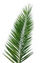 Close-up of a Canary palm leaf