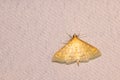 Canary yellow moth