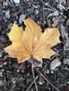 Close-up Candian Maple Leaf on the Ground Royalty Free Stock Photo