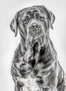 Close-up of a Cane Corso looking at the camera