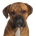 Close-up of Cane Corso, 9 months old Royalty Free Stock Photo