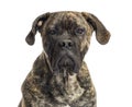 Close-up of a Cane Corso, 8 months old Royalty Free Stock Photo