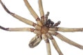 Close up of Cane spider