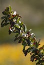 Close up of cane, thorns, and leaves of spring ocotillo