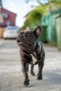 Close up canine portrait of gray french bulldog shout outdoor Royalty Free Stock Photo