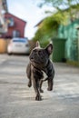 Close up canine portrait of gray french bulldog shout outdoor Royalty Free Stock Photo