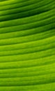 The close-up of canna leaves