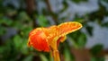 Close up the canna lily flower. Selective focus Royalty Free Stock Photo