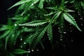 close-up of cannabis leaves with droplets on a hydroponic setup