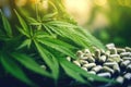 close-up of cannabis pills with a blurred marijuana plant in the background Royalty Free Stock Photo