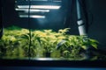 close-up of cannabis plant growing in hydroponic system