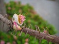 Close up cannonball tree flower Royalty Free Stock Photo