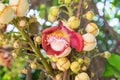 Close up Cannonball tree flowers,Couroupita guianensis,Couroupita guianensis Aubl Royalty Free Stock Photo