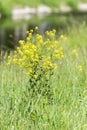 Close-up of canola or rapeseed blossom Brassica napus Royalty Free Stock Photo