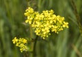 Close-up of canola or rapeseed blossom Brassica napus Royalty Free Stock Photo