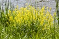 Close-up of canola or rapeseed blossom Brassica napus Royalty Free Stock Photo