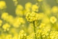 Close-up of canola or rapeseed blossom Brassica napus Royalty Free Stock Photo