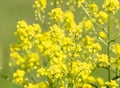 Close-up of canola or rapeseed blossom Brassica napus Royalty Free Stock Photo