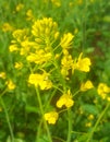 Close-up of canola or rapeseed blossom (Brassica napus) Royalty Free Stock Photo