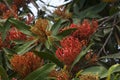 Close-up of canopy of alloxylon flammeum or red silky oak tree Royalty Free Stock Photo