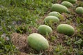Close-up Cantaloupe melons growing in a greenhouse country farm Royalty Free Stock Photo