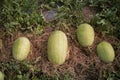 Close-up Cantaloupe melons growing in a greenhouse Royalty Free Stock Photo